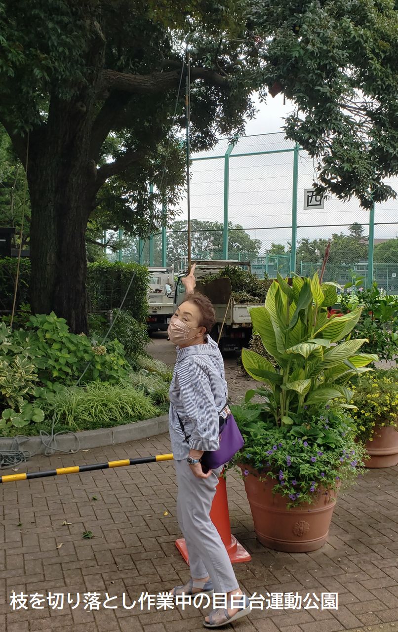 目白運動公園のズサン管理を放置の文京区